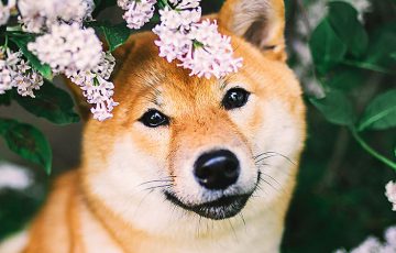 シバイヌに対する愛を証明｜仮想通貨決済のCoinGate、複数チェーンで「SHIB」をサポート