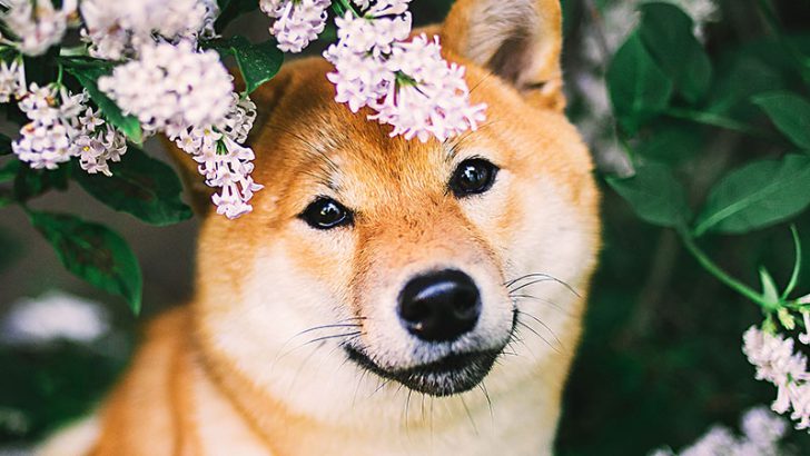 シバイヌに対する愛を証明｜仮想通貨決済のCoinGate、複数チェーンで「SHIB」をサポート