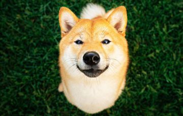 Shibarium採用の「Web3版Shiba Eternity」2024年Q3にクローズドベータ版リリース予定