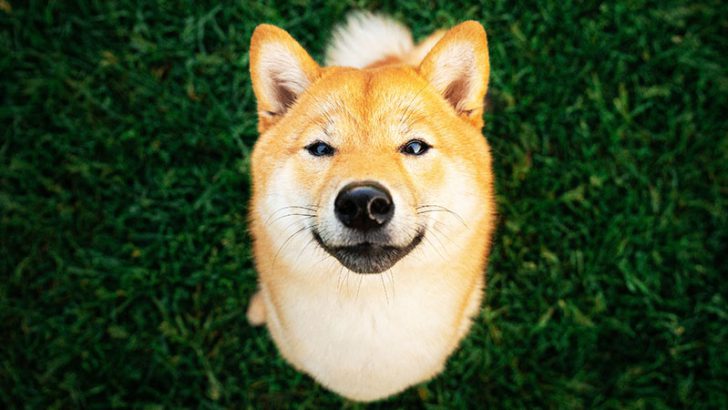 Shibarium採用の「Web3版Shiba Eternity」2024年Q3にクローズドベータ版リリース予定