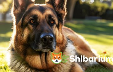SHIB公式サイトで「KNINEのShibariumブリッジ」が可能に｜ShibaSwapもサポート予定